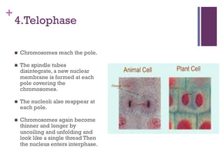 +
4.Telophase
n Chromosomes reach the pole.
n The spindle tubes
disintegrate, a new nuclear
membrane is formed at each
pole covering the
chromosomes.
n The nucleoli also reappear at
each pole.
n Chromosomes again become
thinner and longer by
uncoiling and unfolding and
look like a single thread Then
the nucleus enters interphase.
 