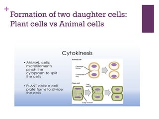 +
Formation of two daughter cells:
Plant cells vs Animal cells
 