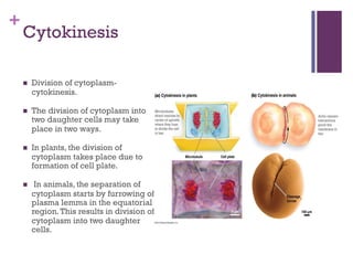 +
Cytokinesis
n Division of cytoplasm-
cytokinesis.
n The division of cytoplasm into
two daughter cells may take
place in two ways.
n In plants, the division of
cytoplasm takes place due to
formation of cell plate.
n In animals, the separation of
cytoplasm starts by furrowing of
plasma lemma in the equatorial
region.This results in division of
cytoplasm into two daughter
cells.
 