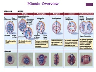 Mitosis- Overview
 