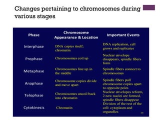 Changes pertaining to chromosomes during
various stages
 