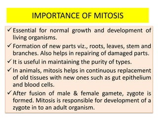 IMPORTANCE OF MITOSIS
Essential for normal growth and development of
living organisms.
Formation of new parts viz., roots, leaves, stem and
branches. Also helps in repairing of damaged parts.
It is useful in maintaining the purity of types.
In animals, mitosis helps in continuous replacement
of old tissues with new ones such as gut epithelium
and blood cells.
After fusion of male & female gamete, zygote is
formed. Mitosis is responsible for development of a
zygote in to an adult organism.
 