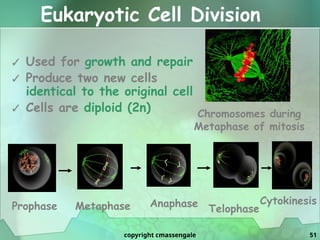High School Biology Cell Cycle & Cell Division | PPTX