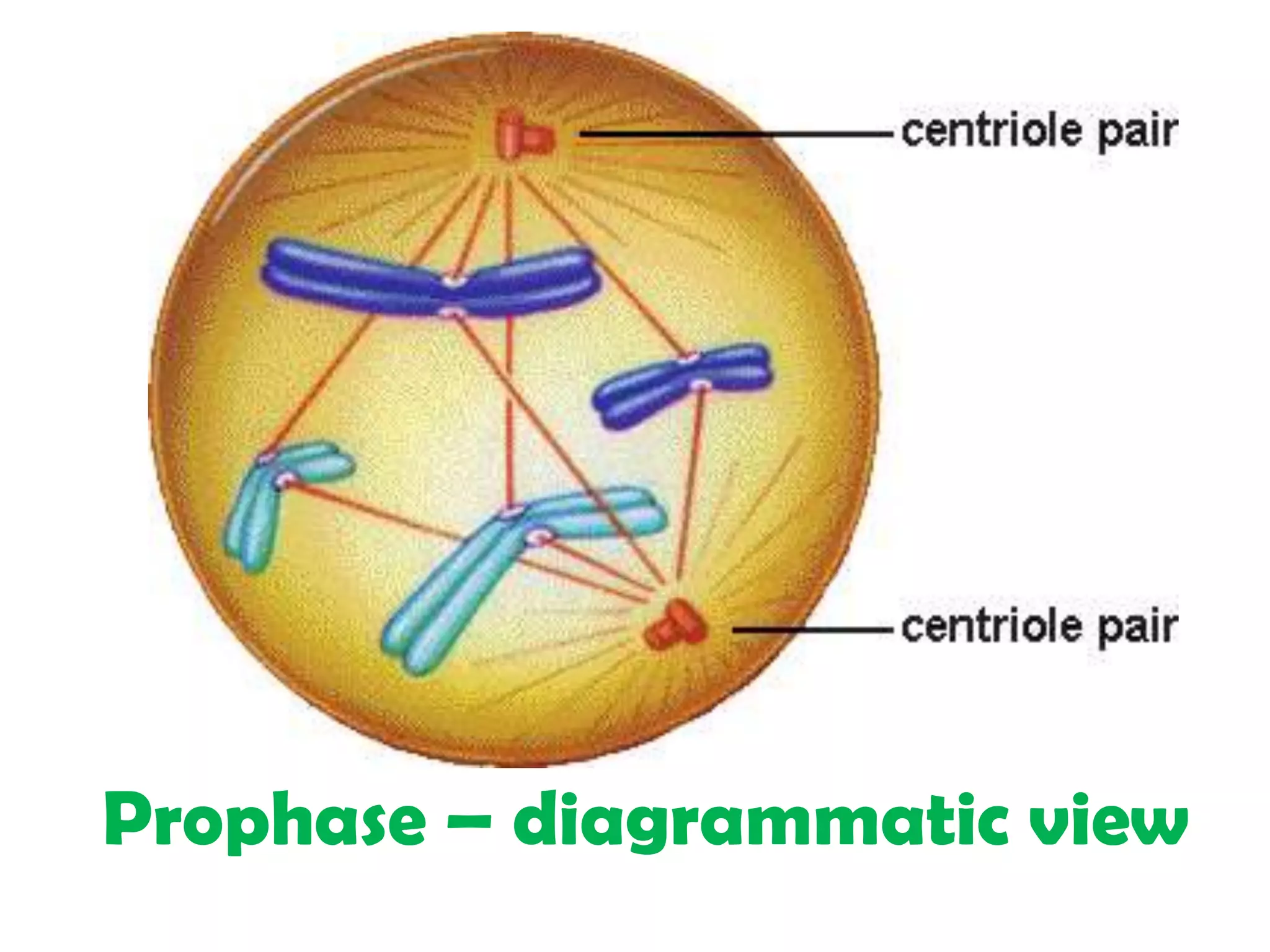 Prophase – diagrammatic view
 