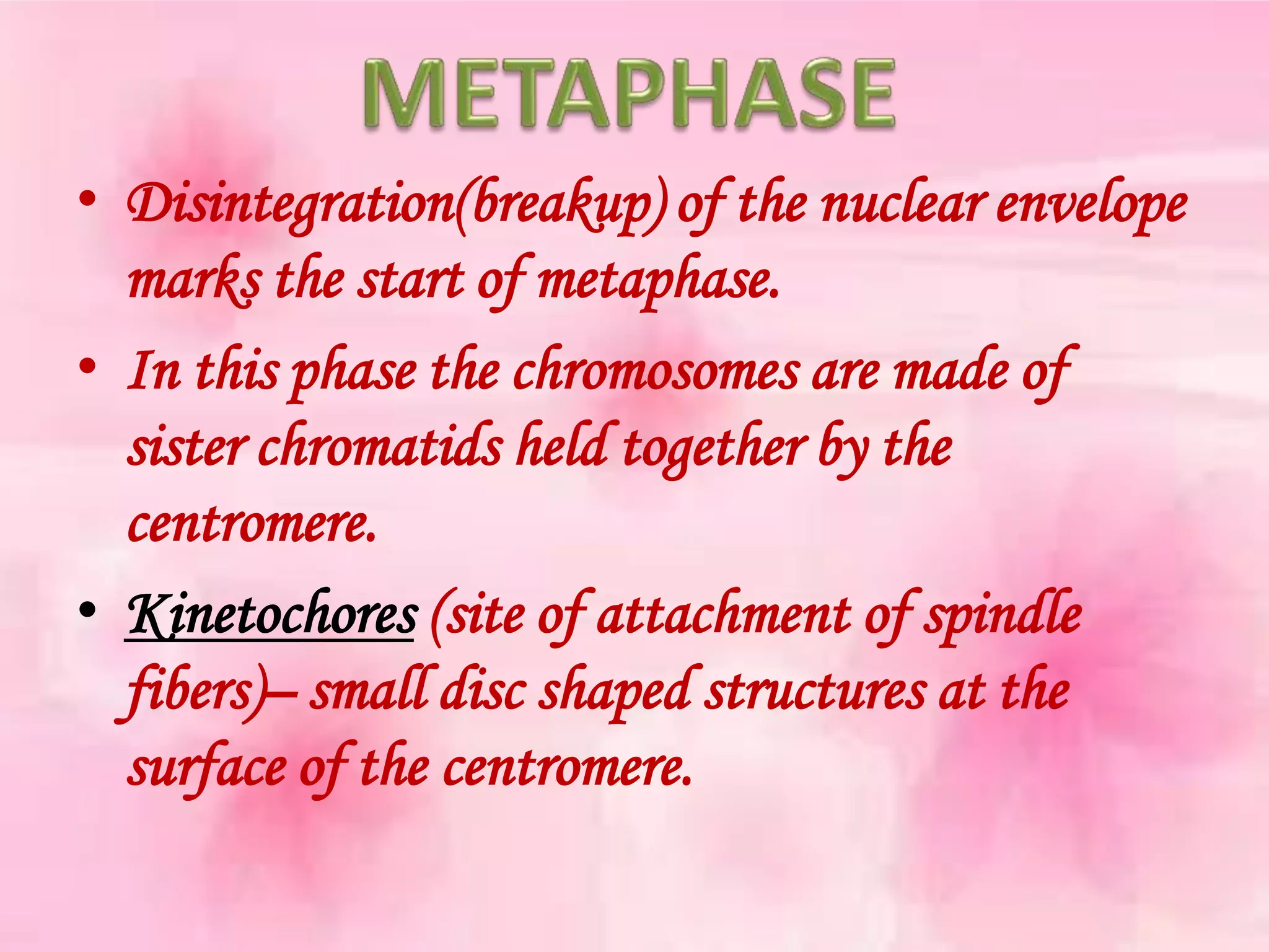 • Disintegration(breakup) of the nuclear envelope
  marks the start of metaphase.
• In this phase the chromosomes are made of
  sister chromatids held together by the
  centromere.
• Kinetochores (site of attachment of spindle
  fibers)– small disc shaped structures at the
  surface of the centromere.
 