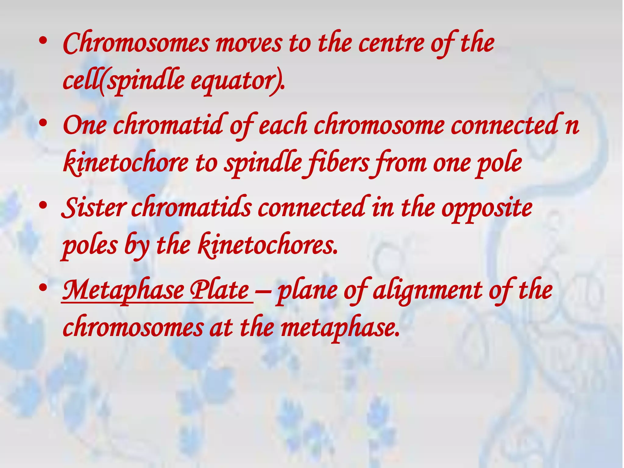 • Chromosomes moves to the centre of the
  cell(spindle equator).
• One chromatid of each chromosome connected n
  kinetochore to spindle fibers from one pole
• Sister chromatids connected in the opposite
  poles by the kinetochores.
• Metaphase Plate – plane of alignment of the
  chromosomes at the metaphase.
 