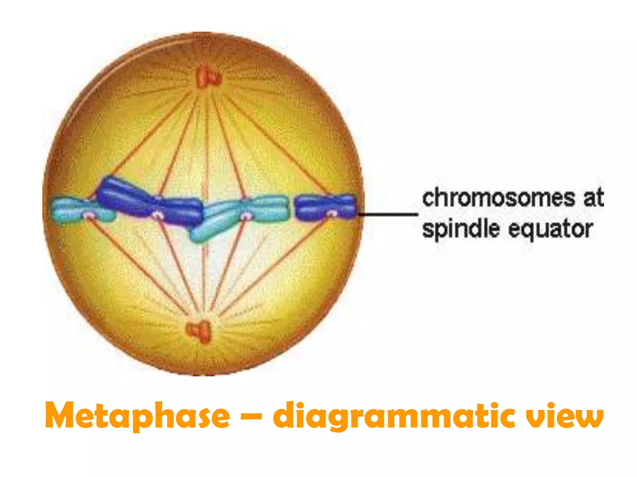Metaphase – diagrammatic view
 