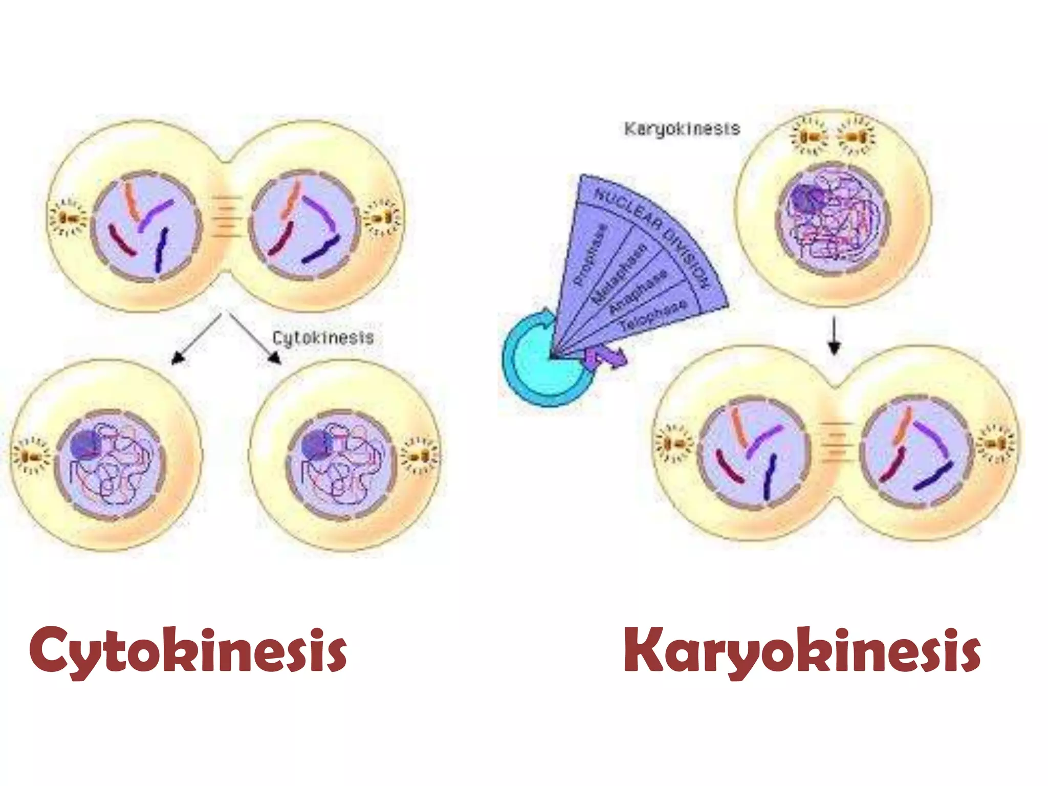 Cytokinesis   Karyokinesis
 