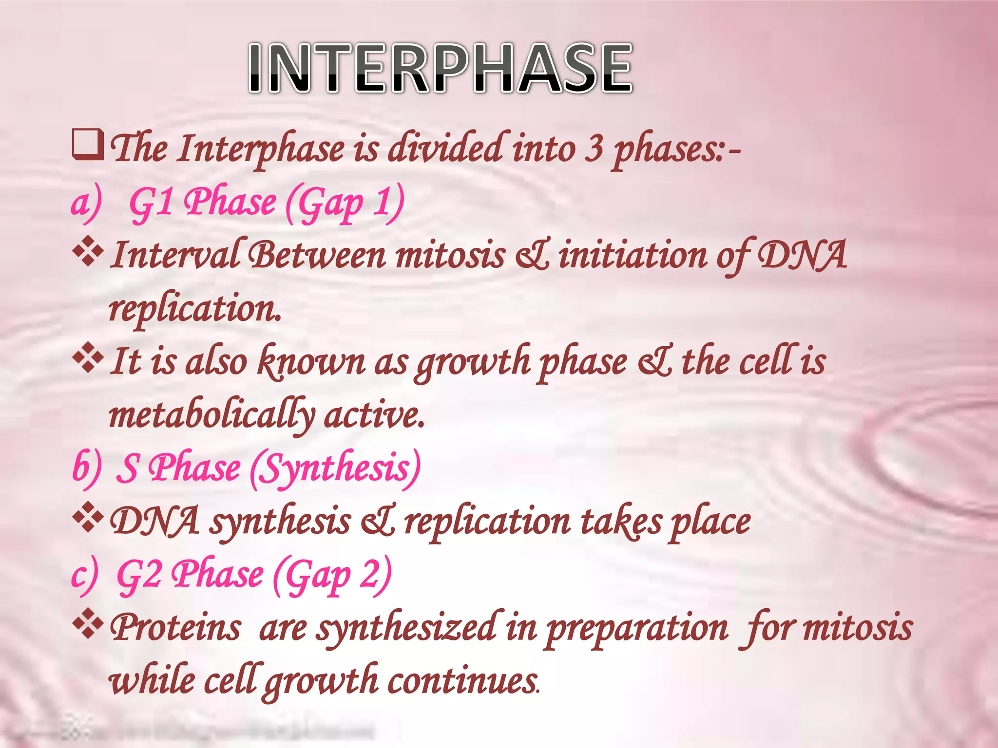 The Interphase is divided into 3 phases:-
a) G1 Phase (Gap 1)
Interval Between mitosis & initiation of DNA
   replication.
It is also known as growth phase & the cell is
   metabolically active.
b) S Phase (Synthesis)
DNA synthesis & replication takes place
c) G2 Phase (Gap 2)
Proteins are synthesized in preparation for mitosis
   while cell growth continues.
 