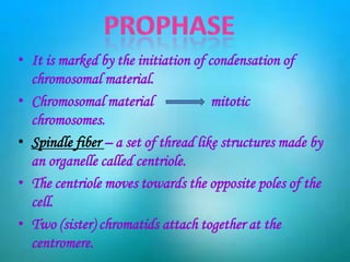• It is marked by the initiation of condensation of
  chromosomal material.
• Chromosomal material               mitotic
  chromosomes.
• Spindle fiber – a set of thread like structures made by
  an organelle called centriole.
• The centriole moves towards the opposite poles of the
  cell.
• Two (sister) chromatids attach together at the
  centromere.
 