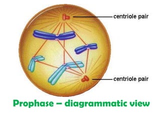 Prophase – diagrammatic view
 