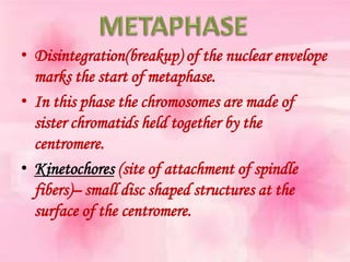 • Disintegration(breakup) of the nuclear envelope
  marks the start of metaphase.
• In this phase the chromosomes are made of
  sister chromatids held together by the
  centromere.
• Kinetochores (site of attachment of spindle
  fibers)– small disc shaped structures at the
  surface of the centromere.
 