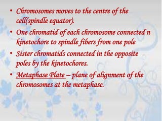 • Chromosomes moves to the centre of the
  cell(spindle equator).
• One chromatid of each chromosome connected n
  kinetochore to spindle fibers from one pole
• Sister chromatids connected in the opposite
  poles by the kinetochores.
• Metaphase Plate – plane of alignment of the
  chromosomes at the metaphase.
 