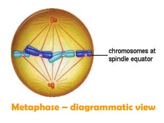 Metaphase – diagrammatic view
 