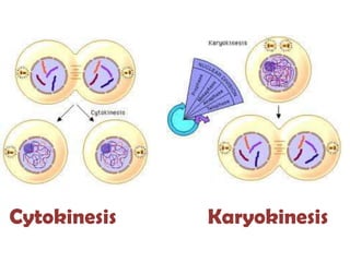 Cytokinesis   Karyokinesis
 