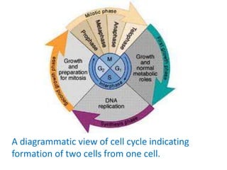 A diagrammatic view of cell cycle indicating
formation of two cells from one cell.
 