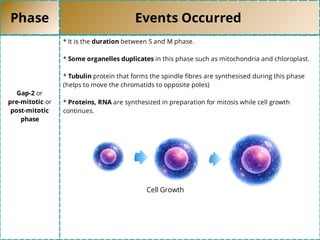 Phase Events Occurred
Gap-2 or
pre-mitotic or
post-mitotic
phase
* It is the duration between S and M phase.
* Some organelles duplicates in this phase such as mitochondria and chloroplast.
* Tubulin protein that forms the spindle ﬁbres are synthesised during this phase
(helps to move the chromatids to opposite poles)
* Proteins, RNA are synthesized in preparation for mitosis while cell growth
continues.
Cell Growth
 