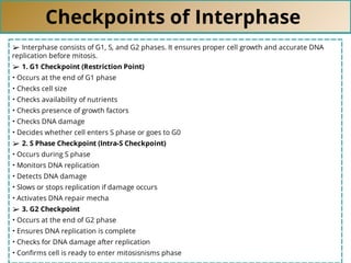Checkpoints of Interphase
➢ Interphase consists of G1, S, and G2 phases. It ensures proper cell growth and accurate DNA
replication before mitosis.
➢ 1. G1 Checkpoint (Restriction Point)
• Occurs at the end of G1 phase
• Checks cell size
• Checks availability of nutrients
• Checks presence of growth factors
• Checks DNA damage
• Decides whether cell enters S phase or goes to G0
➢ 2. S Phase Checkpoint (Intra-S Checkpoint)
• Occurs during S phase
• Monitors DNA replication
• Detects DNA damage
• Slows or stops replication if damage occurs
• Activates DNA repair mecha
➢ 3. G2 Checkpoint
• Occurs at the end of G2 phase
• Ensures DNA replication is complete
• Checks for DNA damage after replication
• Conﬁrms cell is ready to enter mitosisnisms phase
 