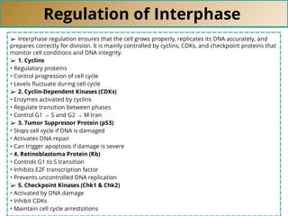 Regulation of Interphase
➢ Interphase regulation ensures that the cell grows properly, replicates its DNA accurately, and
prepares correctly for division. It is mainly controlled by cyclins, CDKs, and checkpoint proteins that
monitor cell conditions and DNA integrity.
➢ 1. Cyclins
• Regulatory proteins
• Control progression of cell cycle
• Levels ﬂuctuate during cell cycle
➢ 2. Cyclin-Dependent Kinases (CDKs)
• Enzymes activated by cyclins
• Regulate transition between phases
• Control G1 → S and G2 → M tran
➢ 3. Tumor Suppressor Protein (p53)
• Stops cell cycle if DNA is damaged
• Activates DNA repair
• Can trigger apoptosis if damage is severe
• 4. Retinoblastoma Protein (Rb)
• Controls G1 to S transition
• Inhibits E2F transcription factor
• Prevents uncontrolled DNA replication
➢ 5. Checkpoint Kinases (Chk1 & Chk2)
• Activated by DNA damage
• Inhibit CDKs
• Maintain cell cycle arrestsitions
 