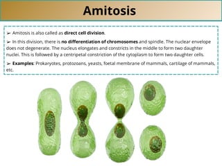 Amitosis
➢ Amitosis is also called as direct cell division.
➢ In this division, there is no diﬀerentiation of chromosomes and spindle. The nuclear envelope
does not degenerate. The nucleus elongates and constricts in the middle to form two daughter
nuclei. This is followed by a centripetal constriction of the cytoplasm to form two daughter cells.
➢ Examples: Prokaryotes, protozoans, yeasts, foetal membrane of mammals, cartilage of mammals,
etc.
 