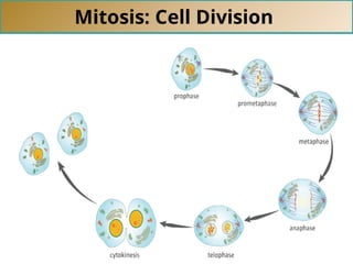 Mitosis: Cell Division
 