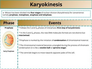Karyokinesis
➢ Mitosis has been divided into four stages of nuclear division (Karyokinesis) for convenience:
namely prophase, metaphase, anaphase and telophase.
Phase Events
Prophase * Follows the S and G₂ phases of interphase (ﬁrst step of karyokinesis)
* In the S and G₂ phases, the new DNA molecules formed are not distinct but
intertwined.
* Prophase is marked by the initiation of condensation of chromosomal material.
* The chromosomal material becomes untangled during the process of chromatin
condensation (it is like a woolen ball at spireme stage)
* The centriole begins to move towards opposite poles of the cell.
Early Prophase
 
