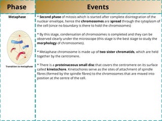 Phase Events
Metaphase * Second phase of mitosis which is started after complete disintegration of the
nuclear envelope, hence the chromosomes are spread through the cytoplasm of
the cell (since no boundary is there to hold the chromosomes)
* By this stage, condensation of chromosomes is completed and they can be
observed clearly under the microscope (this stage is the best stage to study the
morphology of chromosomes).
* Metaphase chromosome is made up of two sister chromatids, which are held
together by the centromere.
* There is a proteinaceous small disc that covers the centromere on its surface
called kinetochore. Kinetochores serve as the sites of attachment of spindle
ﬁbres (formed by the spindle ﬁbres) to the chromosomes that are moved into
position at the centre of the cell.
Transition to metaphase
 