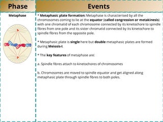 Phase Events
Metaphase * Metaphasic plate formation: Metaphase is characterised by all the
chromosomes coming to lie at the equator (called congression or metakinesis)
with one chromatid of each chromosome connected by its kinetochore to spindle
ﬁbres from one pole and its sister chromatid connected by its kinetochore to
spindle ﬁbres from the opposite pole.
* Metaphasic plate is single here but double metaphasic plates are formed
during Meiosis-I.
* The key features of metaphase are:
a. Spindle ﬁbres attach to kinetochores of chromosomes
b. Chromosomes are moved to spindle equator and get aligned along
metaphasic plate through spindle ﬁbres to both poles.
 