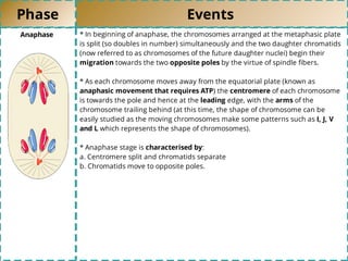 Phase Events
Anaphase * In beginning of anaphase, the chromosomes arranged at the metaphasic plate
is split (so doubles in number) simultaneously and the two daughter chromatids
(now referred to as chromosomes of the future daughter nuclei) begin their
migration towards the two opposite poles by the virtue of spindle ﬁbers.
* As each chromosome moves away from the equatorial plate (known as
anaphasic movement that requires ATP) the centromere of each chromosome
is towards the pole and hence at the leading edge, with the arms of the
chromosome trailing behind (at this time, the shape of chromosome can be
easily studied as the moving chromosomes make some patterns such as I, J, V
and L which represents the shape of chromosomes).
* Anaphase stage is characterised by:
a. Centromere split and chromatids separate
b. Chromatids move to opposite poles.
 