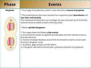 Phase Events
Telophase * Final stage of karyokinesis, which is also referred as reverse of prophase.
* The chromosomes that have reached their respective poles decondense and
lose their individuality.
The individual chromosomes can no longer be seen and each set of chromatin
material tends to collect at each of the two poles.
* Mitotic spindle disappears.
* This stage shows the following key events:
a. Chromosomes cluster at opposite spindle poles and their identity is lost as
discrete elements.
b. Nuclear envelope develops around the chromosome clusters at each pole
forming 2 daughter nuclei.
c. Nucleolus, golgi complex and ER reform.
d. 2 Daughter cells will be formed after cytokinesis (division of cytoplasm).
 