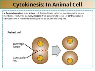 Cytokinesis: In Animal Cell
➢ Furrow formation: In an animal cell, this is achieved by furrow formation in the plasma
membrane. The furrow gradually deepens (from periphery to centre i.e. centripetal) and
ultimately joins in the centre dividing the cell cytoplasm into two parts.
 