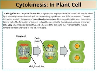 Cytokinesis: In Plant Cell
➢ Phragmoplast/ cell plate formation: hragmoplast/cell plate formation: Plant cells are enclosed
by a relatively inextensible cell wall, so they undergo cytokinesis in a diﬀerent manner. The wall
formation starts in the centre of the cell and grows outward (i.e., centrifugal) to meet the existing
lateral walls. The formation of the new cell wall begins with the formation of a simple precursor
(like very small residual parts of GC and ER), called the cell-plate that represents the middle
lamella between the walls of two adjacent cells.
 