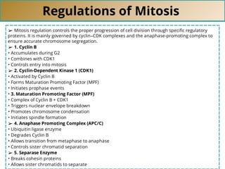 Regulations of Mitosis
➢ Mitosis regulation controls the proper progression of cell division through speciﬁc regulatory
proteins. It is mainly governed by cyclin–CDK complexes and the anaphase-promoting complex to
ensure accurate chromosome segregation.
➢ 1. Cyclin B
• Accumulates during G2
• Combines with CDK1
• Controls entry into mitosis
➢ 2. Cyclin-Dependent Kinase 1 (CDK1)
• Activated by Cyclin B
• Forms Maturation Promoting Factor (MPF)
• Initiates prophase events
• 3. Maturation Promoting Factor (MPF)
• Complex of Cyclin B + CDK1
• Triggers nuclear envelope breakdown
• Promotes chromosome condensation
• Initiates spindle formation
➢ 4. Anaphase Promoting Complex (APC/C)
• Ubiquitin ligase enzyme
• Degrades Cyclin B
• Allows transition from metaphase to anaphase
• Controls sister chromatid separation
➢ 5. Separase Enzyme
• Breaks cohesin proteins
• Allows sister chromatids to separate
 