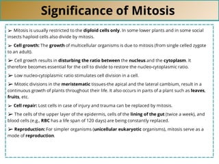 Signiﬁcance of Mitosis
➢ Mitosis is usually restricted to the diploid cells only. In some lower plants and in some social
insects haploid cells also divide by mitosis.
➢ Cell growth: The growth of multicellular organisms is due to mitosis (from single celled zygote
to an adult).
➢ Cell growth results in disturbing the ratio between the nucleus and the cytoplasm. It
therefore becomes essential for the cell to divide to restore the nucleo-cytoplasmic ratio.
➢ Low nucleo-cytoplasmic ratio stimulates cell division in a cell.
➢ Mitotic divisions in the meristematic tissues-the apical and the lateral cambium, result in a
continuous growth of plants throughout their life. It also occurs in parts of a plant such as leaves,
fruits, etc.
➢ Cell repair: Lost cells in case of injury and trauma can be replaced by mitosis.
➢ The cells of the upper layer of the epidermis, cells of the lining of the gut (twice a week), and
blood cells (e.g., RBC has a life span of 120 days) are being constantly replaced.
➢ Reproduction: For simpler organisms (unicellular eukaryotic organisms), mitosis serve as a
mode of reproduction.
 