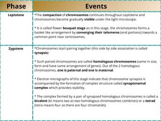 Phase Events
Leptotene *The compaction of chromosomes continues throughout Leptotene and
chromosomes become gradually visible under the light microscope.
* It is called ﬂower bouquet stage as in this stage, the chromosomes forms a
basket like arrangement by converging their telomeres (end portions) towards a
common point near centrosomes.
Zygotene *Chromosomes start pairing together (this side by side association is called
synapsis)
* Such paired chromosomes are called homologous chromosomes (same in size,
form and have same arrangement of genes). Out of the 2 homologous
chromosomes, one is paternal and one is maternal.
* Electron micrographs of this stage indicate that chromosome synapsis is
accompanied by the formation of complex structure called synaptonemal
complex which provides stability.
* The complex formed by a pair of synapsed homologous chromosomes is called a
bivalent (bi means two as two homologous chromosomes combines) or a tetrad
(tetra means four as there are four chromatids).
 