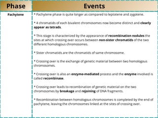 Phase Events
Pachytene * Pachytene phase is quite longer as compared to leptotene and zygotene.
* 4 chromatids of each bivalent chromosomes now become distinct and clearly
appear as tetrads.
* This stage is characterized by the appearance of recombination nodules the
sites at which crossing over occurs between non-sister chromatids of the two
diﬀerent homologous chromosomes.
* Sister chromatids are the chromatids of same chromosome.
* Crossing over is the exchange of genetic material between two homologous
chromosomes.
* Crossing over is also an enzyme-mediated process and the enzyme involved is
called recombinase.
* Crossing over leads to recombination of genetic material on the two
chromosomes by breakage and rejoining of DNA fragments.
* Recombination between homologous chromosomes is completed by the end of
pachytene, leaving the chromosomes linked at the sites of crossing over.
 