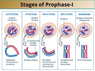 Stages of Prophase-I
 