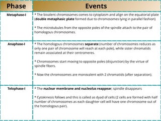 Phase Events
Metaphase-I * The bivalent chromosomes comes to cytoplasm and align on the equatorial plate
(double metaphasic plate formed due to chromosomes lying in parallel fashion)
* The microtubules from the opposite poles of the spindle attach to the pair of
homologous chromosomes.
Anaphase-I * The homologous chromosomes separate (number of chromosomes reduces as
only one pair of chromosome will reach at each pole), while sister chromatids
remain associated at their centromeres.
* Chromosomes start moving to opposite poles (disjunction) by the virtue of
spindle ﬁbers.
* Now the chromosomes are monovalent with 2 chromatids (after separation).
Telophase-I * The nuclear membrane and nucleolus reappear; spindle disappears
* Cytokinesis follows and this is called as dyad of cells (2 cells are formed with half
number of chromosomes as each daughter cell will have one chromosome out of
the homologous pair).
 