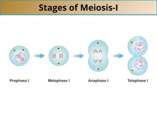 Stages of Meiosis-I
 