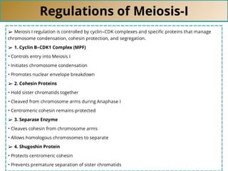 Regulations of Meiosis-I
➢ Meiosis I regulation is controlled by cyclin–CDK complexes and speciﬁc proteins that manage
chromosome condensation, cohesin protection, and segregation.
➢ 1. Cyclin B–CDK1 Complex (MPF)
• Controls entry into Meiosis I
• Initiates chromosome condensation
• Promotes nuclear envelope breakdown
➢ 2. Cohesin Proteins
• Hold sister chromatids together
• Cleaved from chromosome arms during Anaphase I
• Centromeric cohesin remains protected
➢ 3. Separase Enzyme
• Cleaves cohesin from chromosome arms
• Allows homologous chromosomes to separate
➢ 4. Shugoshin Protein
• Protects centromeric cohesin
• Prevents premature separation of sister chromatids
 
