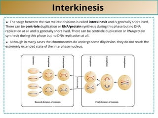 Interkinesis
➢ The stage between the two meiotic divisions is called interkinesis and is generally short lived.
There can be centriole duplication or RNA/protein synthesis during this phase but no DNA
replication at all and is generally short lived. There can be centriole duplication or RNA/protein
synthesis during this phase but no DNA replication at all.
➢ Although in many cases the chromosomes do undergo some dispersion, they do not reach the
extremely extended state of the interphase nucleus.
 