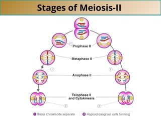 Stages of Meiosis-II
 
