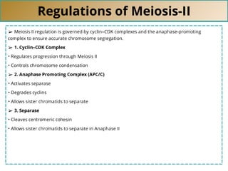 Regulations of Meiosis-II
➢ Meiosis II regulation is governed by cyclin–CDK complexes and the anaphase-promoting
complex to ensure accurate chromosome segregation.
➢ 1. Cyclin–CDK Complex
• Regulates progression through Meiosis II
• Controls chromosome condensation
➢ 2. Anaphase Promoting Complex (APC/C)
• Activates separase
• Degrades cyclins
• Allows sister chromatids to separate
➢ 3. Separase
• Cleaves centromeric cohesin
• Allows sister chromatids to separate in Anaphase II
 