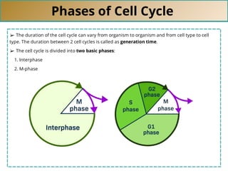 Phases of Cell Cycle
➢ The duration of the cell cycle can vary from organism to organism and from cell type to cell
type. The duration between 2 cell cycles is called as generation time.
➢ The cell cycle is divided into two basic phases:
1. Interphase
2. M-phase
 