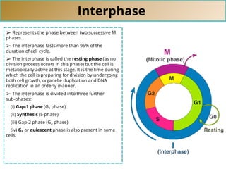Interphase
➢ Represents the phase between two successive M
phases.
➢ The interphase lasts more than 95% of the
duration of cell cycle.
➢ The interphase is called the resting phase (as no
division process occurs in this phase) but the cell is
metabolically active at this stage. It is the time during
which the cell is preparing for division by undergoing
both cell growth, organelle duplication and DNA
replication in an orderly manner.
➢ The interphase is divided into three further
sub-phases:
(i) Gap-1 phase (G₁ phase)
(ii) Synthesis (S-phase)
(iii) Gap-2 phase (G₂ phase)
(iv) G₀ or quiescent phase is also present in some
cells.
 