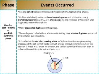 Phase Events Occurred
Gap-1 or
post- mitotic
or
pre-DNA
synthetic
phase
* It is the period between mitosis and initiation of DNA replication (S-phase).
* Cell is metabolically active, cell continuously grows and synthesises many
biomolecules (proteins, RNA, ATP, amino acids for the synthesis of histone in later
stages etc.) needed for S-phase.
* Many organelles duplicate in this phase.
* The embryonic cells divide at a faster rate as they have shorter G₁ phase so the cell
division takes quite less time.
* It is called as the decision making phase as S-phase is quite energy requiring
process and the cell cannot waste so much energy without commitment. So if the
decision is made in G₁ phase for division, the cell will continue the division even in
unfavorable conditions (lack of nutrients etc.).
 
