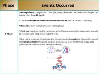 Phase Events Occurred
S-Phase
* DNA synthesis or replication takes place only (therefore the amount of DNA per cell
doubles, i.e., from 2C to 4C)
* There is no increase in the chromosome number (will be same as that of G₁)
* Histone protein formation occurs in this phase.
* Centriole duplicates in the cytoplasm with DNA in nucleus (this happens in animals
as centrioles are not present in plant cells)
* Due to the presence of centriole, the division is called astral (star shaped) in animal
cells (amphiastral term is also used for animals as 2 stars are formed at opposite
poles) and anastral in plants (centriole absent)
 