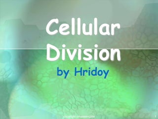 1
Cellular
Division
by Hridoy
copyright cmassengale
 