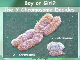 13
Boy or Girl?
Y - Chromosome
X - Chromosome
The Y Chromosome Decides
copyright cmassengale
 