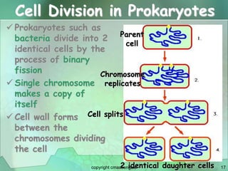 17
Cell Division in Prokaryotes
 Prokaryotes such as
bacteria divide into 2
identical cells by the
process of binary
fission
 Single chromosome
makes a copy of
itself
 Cell wall forms
between the
chromosomes dividing
the cell
Parent
cell
2 identical daughter cells
Chromosome
replicates
Cell splits
copyright cmassengale
 